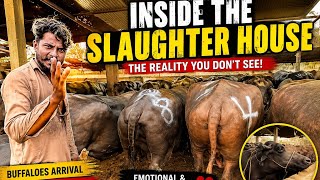 Inside a Slaughterhouse: The Journey of Buffaloes | What Happens Behind the Scenes?