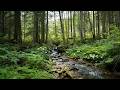 Sleep with the Forest Stream Stress Relief & Relaxation