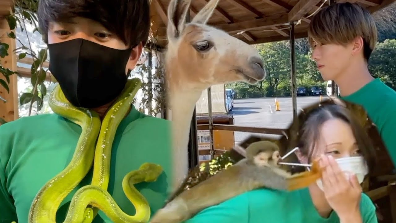 На работе я весь день играл с милыми зверюшками.