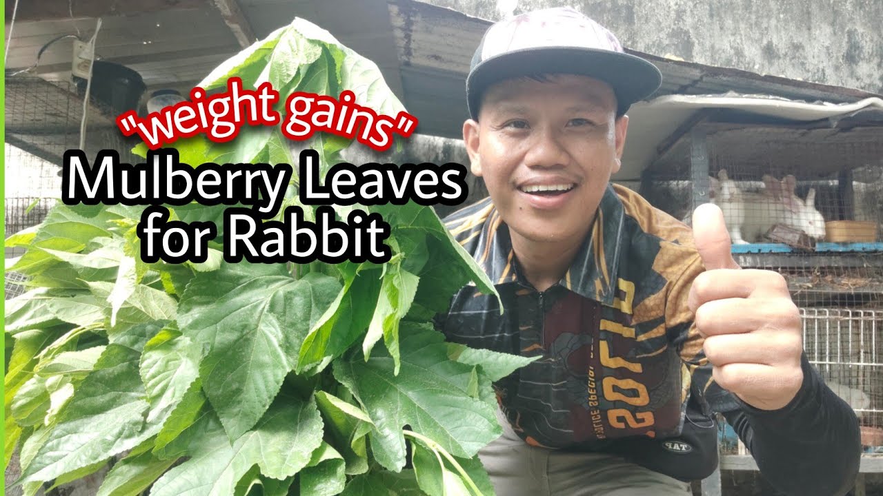 Mulberry Leaves for Rabbit- dahong Pagkain ng Rabbit na pampabigat ng timbang | Weight Gains