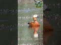 Ruddy shelduck call sound