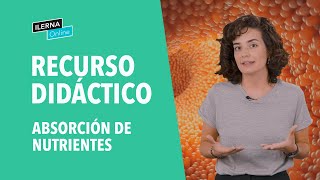 Absorción de nutrientes