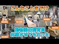 動物園のゾウの飼育体験をしてきた！里山保全に挑む金沢動物園の挑戦！WoWキツネザルが伝える！#動物 #生物多様性 #生き物 #生物 #教育 #動物園 #水族館 #哺乳類 #環境問題 #里山 #動物福祉