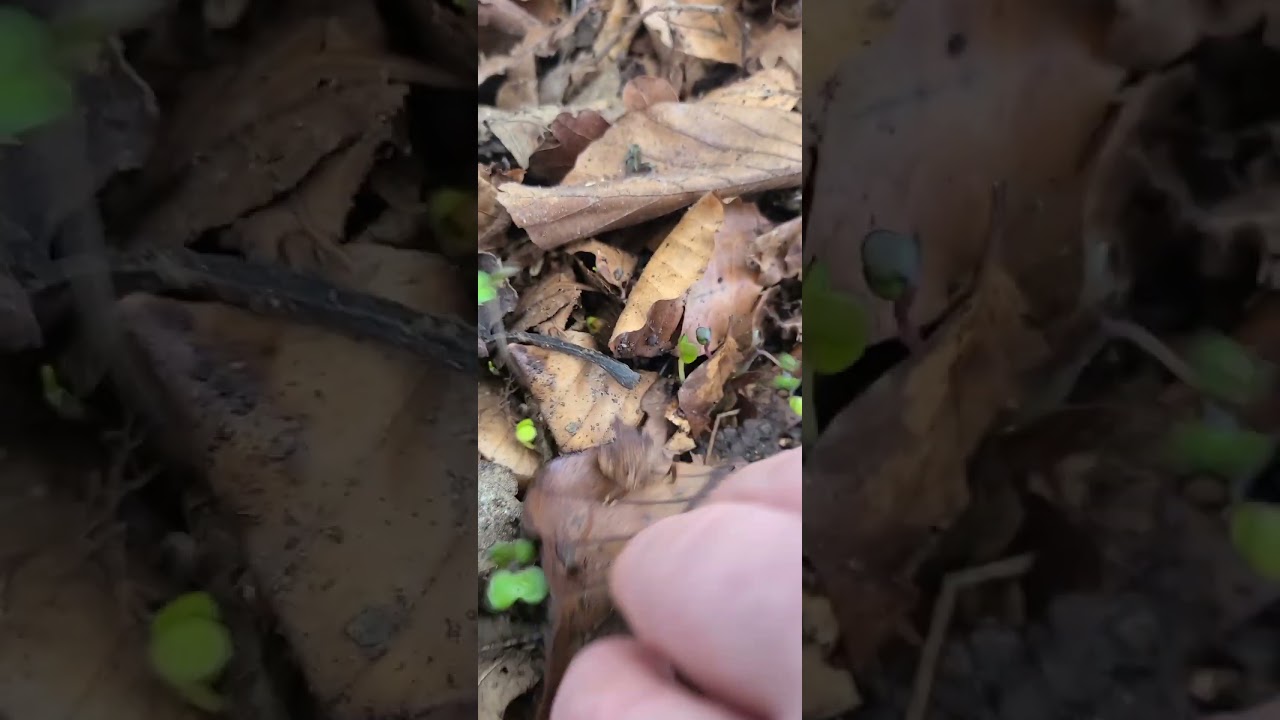 СИДЕРАТЫ В ОРГАНИЧЕСКОЙ ПОЧВЕ