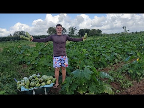 Vídeo: Agrotecnologia De Abobrinha Em Zonas Agrícolas De Risco