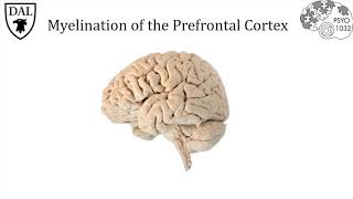 Tricky Topics: Myelination of the Prefrontal Cortex