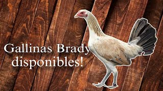 2 Lotes de gallinas Roy Brady (Disponibles) | Gallos Finos🐓 screenshot 5