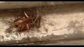 Ants carry beheaded cockroach