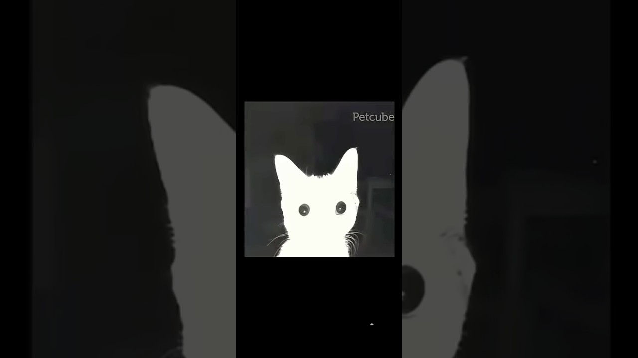 THINK FAST KNUCKLENUTS!!! 💀 