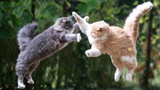 cat fight 🐾#persiancat #cute #cat by Kukku The tabby Cat 201 views 1 year ago 6 seconds