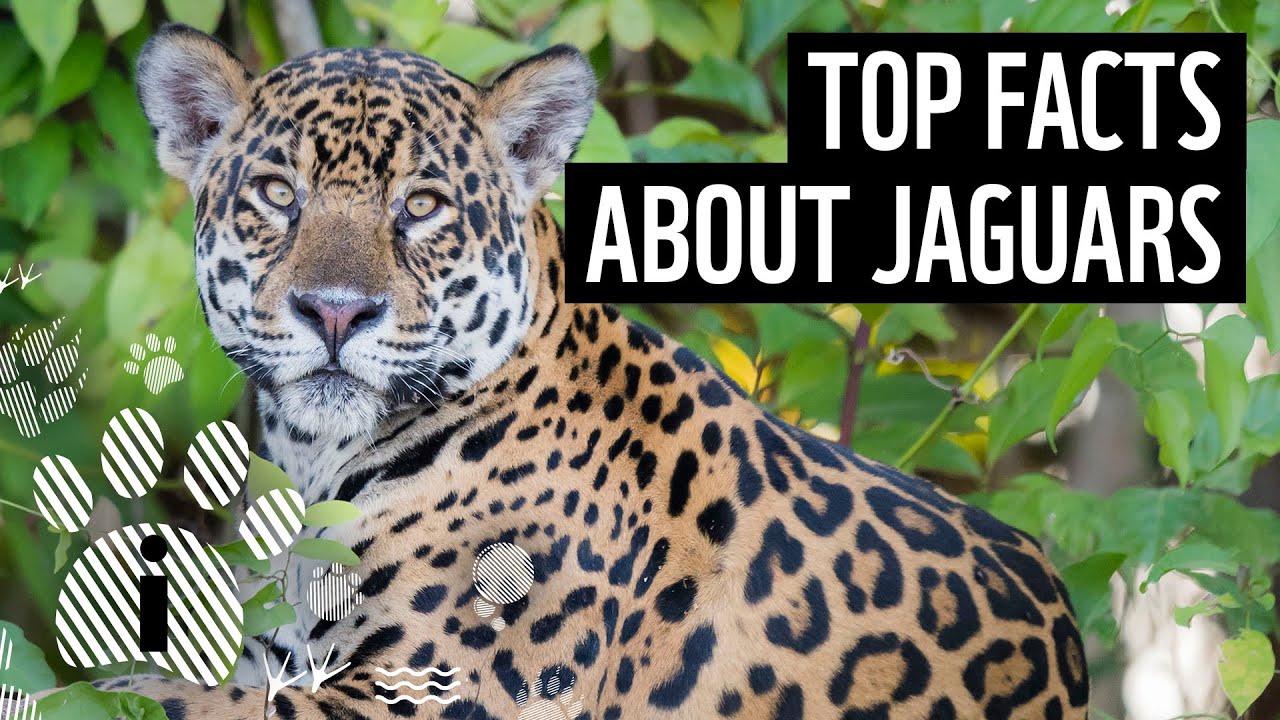 Jaguar: the 's amazing swimming cat