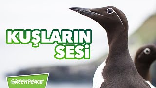 Kuşların Sesi (Gezegenimiz - 6.) Resimi