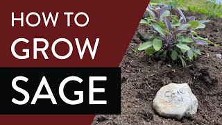 Growing your own sacred medicine: How to grow sage 🌿