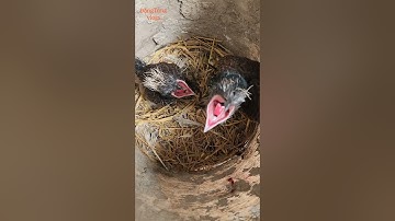 chim bìm bịp ăn rắn cạp nia bắc cực độc #chimsănmồi #rắn #snake