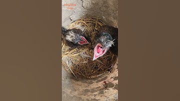 chim bìm bịp ăn rắn cạp nia bắc cực độc #chimsănmồi #rắn #snake