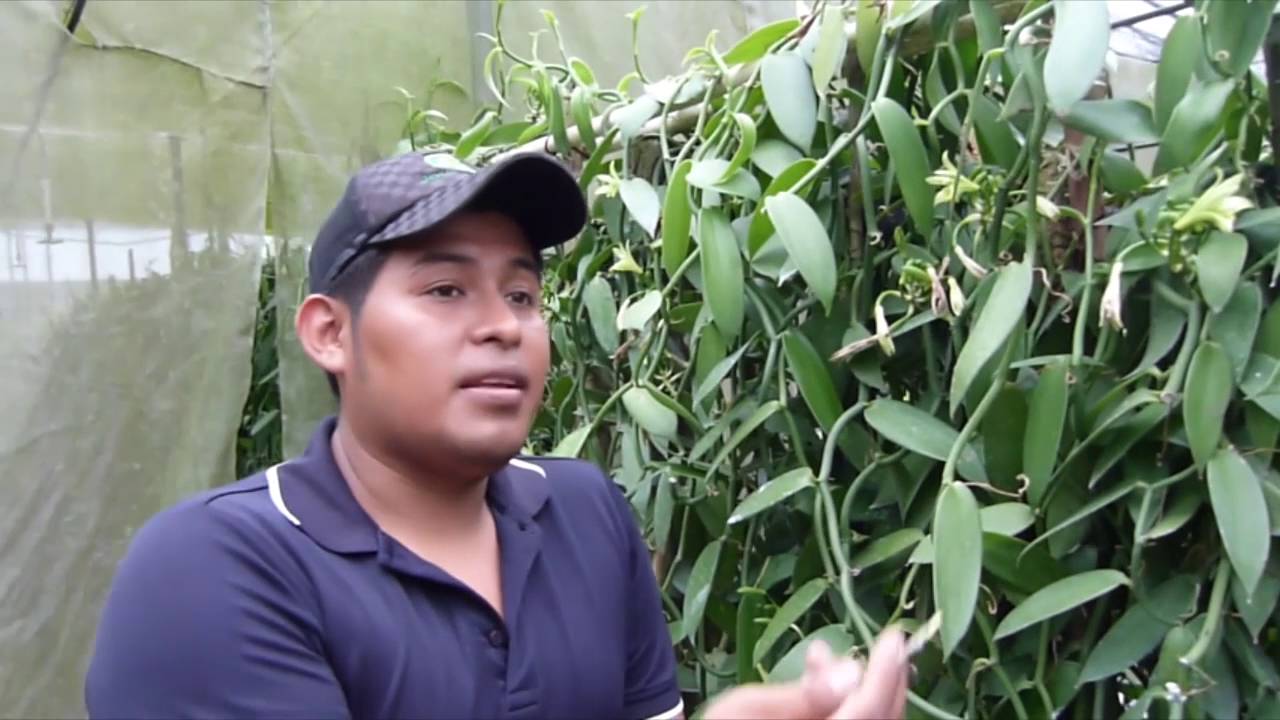 Documental Vainilla Veracruzana