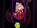 Heart anatomy and sound #shorts #ytshorts #Dr.DoomOP #science #anatomy #study #animation