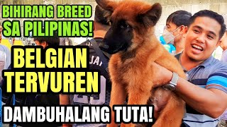 DAMBUHALANG TUTA BELGIAN TERVUREN | 4K LANG SHIH TZU POODLE | MURANG PUPPIES SA BOCAUE PET MARKET