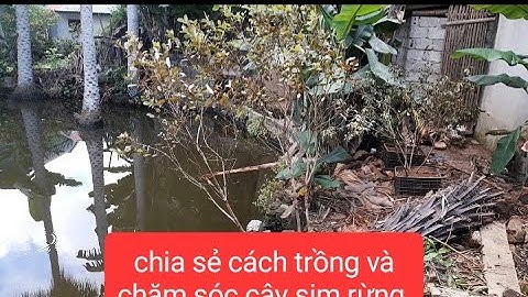 Chia sẻ cách trồng và chăm sóc cây sim rừng của chất mũ cối
