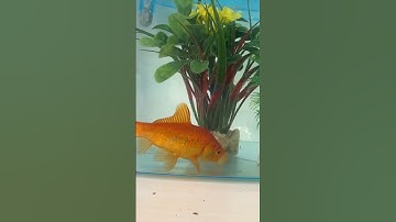 Kyle Thomas 💙 ANIMAL ROOM TOUR! #kylethomas #shorts