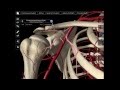 Axillary Artery Branches Quiz
