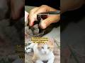 🐱 Cat Nasal Larvae Removal | Emergency Vet Treatment #AnimalRescue #CatHealth #PetCare #VetDoctor