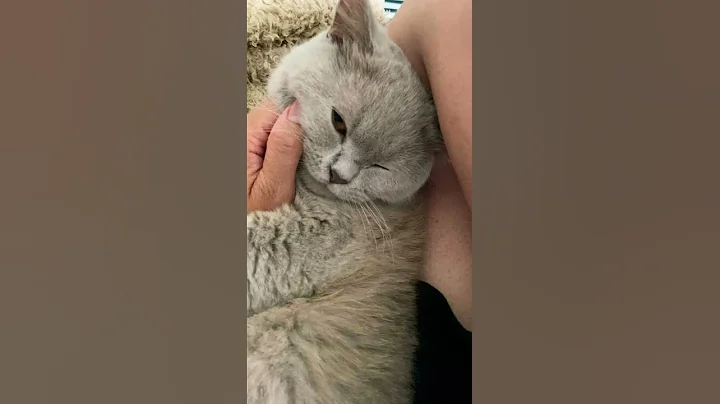 Video 733611: british kitty, british hair, happy cat purring