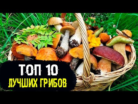 TOP 10 MOST FAMOUS MUSHROOMS IN THE WORLD / PART 2
