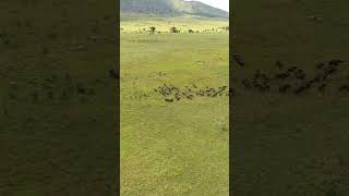 𖣔Herds Of Mkomazi National Park, Same