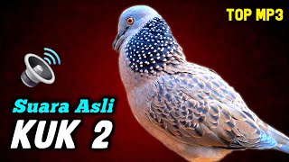 Suara Burung Tekukur Gacor Kuk 2 Terbaru Sedang Memanggil Lawan Agar Bunyi 