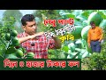 ২ লক্ষ টাকা বিঘাতে লাভ। লেবু পাল্টে দিচ্ছে ঠাকুরগাঁয়ের শিক্ষিত উদ্যোক্তার ভাগ্য