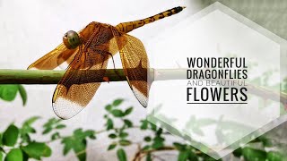 Wonderful Dragonflies and Beautiful Flowers