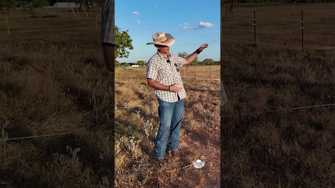 How do you prepare for New World Screwworm? This Texas Rancher Explains his Management Approach