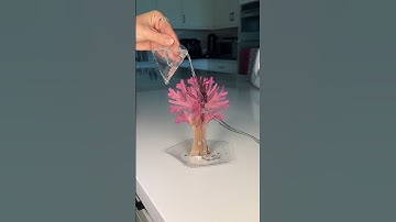 Growing a magic cherry blossom tree!! I hope this works… 🌸