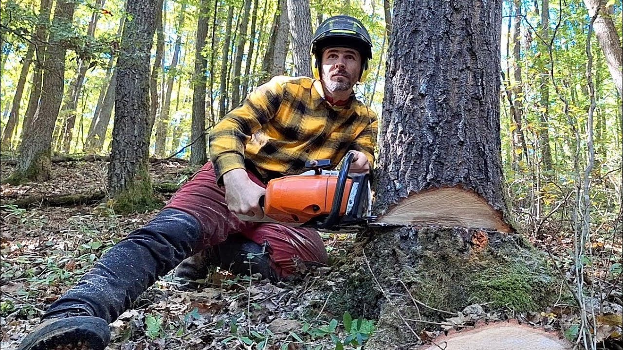 Как безопасно спустить дерево, Пошаговая инструкция, Амлес, Штиль мс 500i, Лесозаготовка