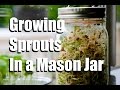 How to Grow Sprouts Indoors in a Mason Jar, No Soil Required // Growing Your Indoor Garden #2