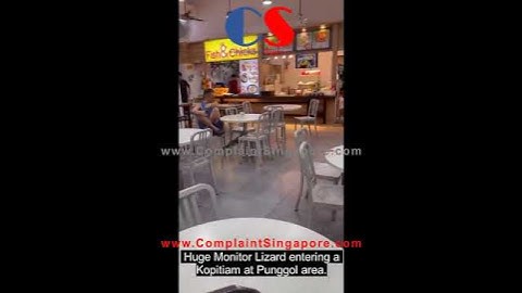 Huge Monitor Lizard Entering A Kopitiam At Punggol area