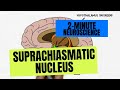 2-Minute Neuroscience: Suprachiasmatic Nucleus