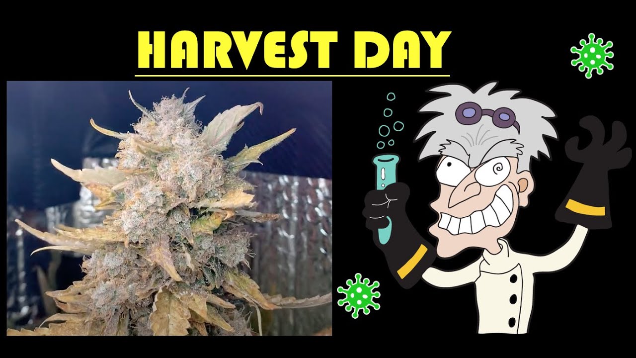 Week 23 - Medical Marijuana harvest purple kush crop king seeds spider farmer general hydroponics