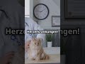 🧂 Zu viel Salz im Futter kann Katzen schaden – achte auf die Zutatenliste!