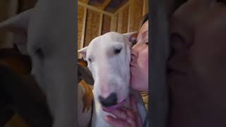 The Sweetness of a Bull Terrier.