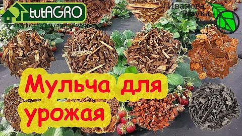 МУЛЬЧА: ОТ ОПИЛОК до ПЛАСТИКА. Закисляет почву? Ворует азот? И другие стыдные вопросы о мульче.