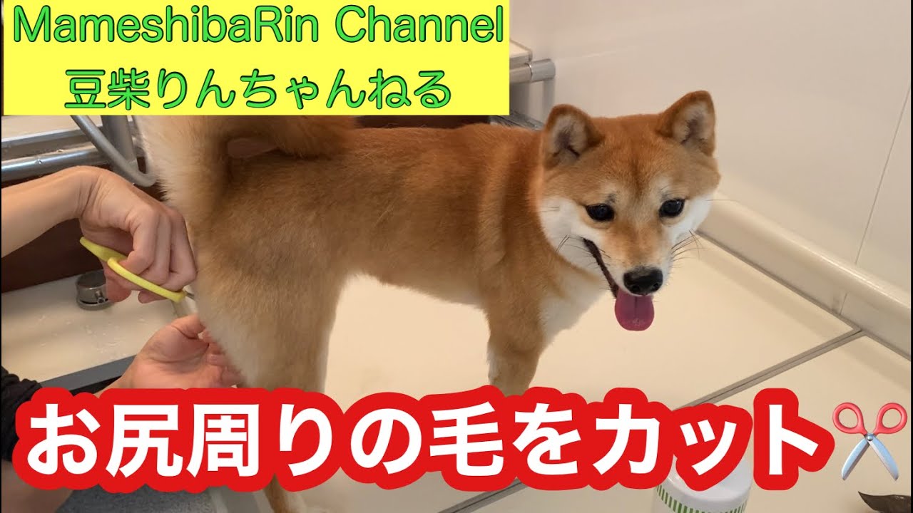 豆柴 りんちゃん おしりの毛を大人しくカットされているのが 超可愛い Vol 98 Shibainu Rinchan Was Cut The Hair Of Her Buttock Youtube