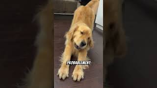 #animaux #incroyable #intelligenceanimale #zoo #goldenretriever