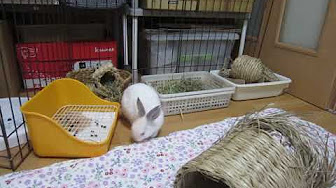 保護うさぎ フォーネルくん Youtube