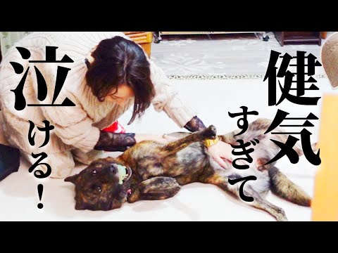 お留守番中のワンコの行動を撮影してみた結果…‼【甲斐犬・柴犬】