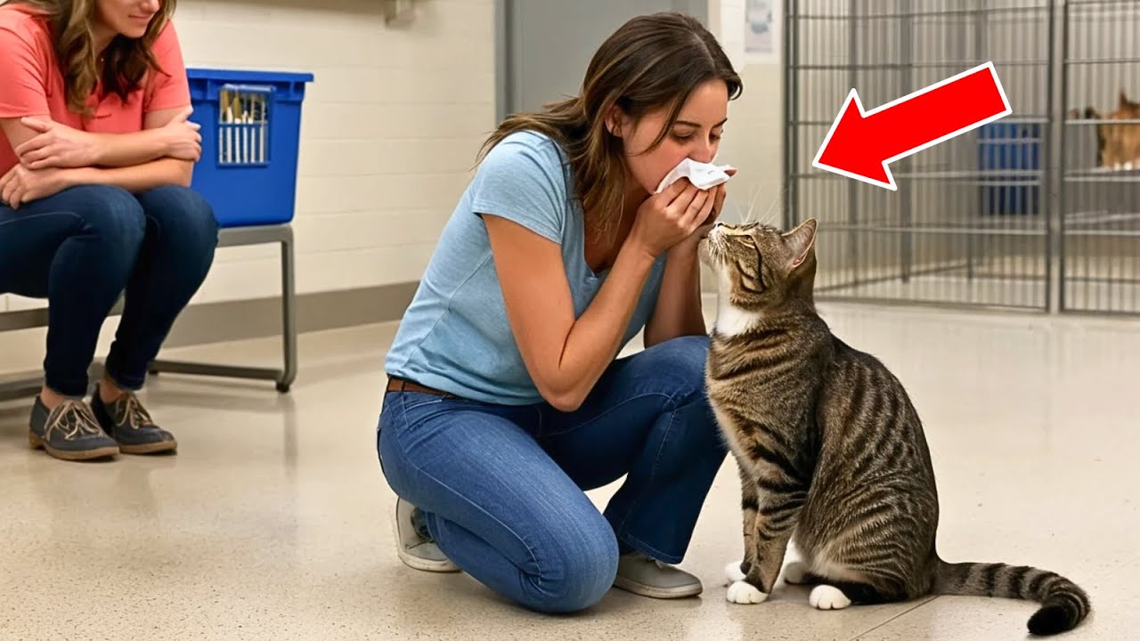 Lost Cat Returns Home After 7 Years – A Heartwarming Reunion!