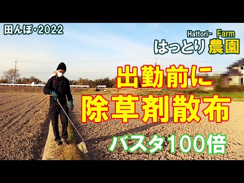 Before going to work, I spray herbicide on the ridges of rice