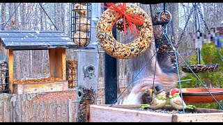 Cooper's Hawk Snatches House Finch! - 12/26/19