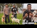 Biggest english labrador farm in india